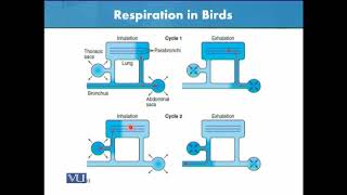 Respiration in Birds  Animal Form amp Function 1 Theory  ZOO516TTopic174 [upl. by Wyatan]