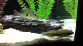 New pike cichlid [upl. by Pish]