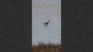 Longbilled Curlew pokes around in pond [upl. by Netniuq431]