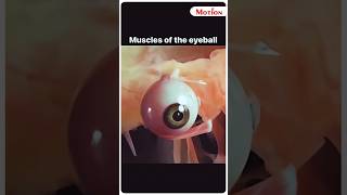 👁️Extraocular Muscle of Eyeball😳😱  MotionNEET neet neet204 shorts eye animation muscle aiims [upl. by Aracot]