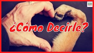 ¿COMO DECIRLE A TU PERRO QUE LO AMAS 💞10 MANERAS [upl. by Lulita]