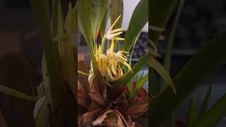 Maxillaria ochroleuca orquidias flores shorts youtubeshorts [upl. by Cassell]