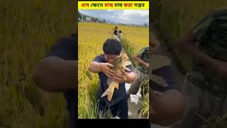 ধান ক্ষেতে মাছ চাষ করে কোটিপতি 😱 Fish Farming In Rice Field shorts ytshorts farming [upl. by Ydualc578]