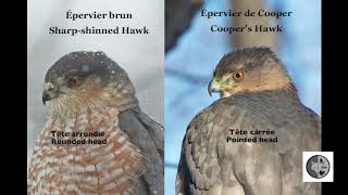 Différence entre Épervier brun et de CooperSharpshinned Hawk vs Coopers Hawk [upl. by Leahplar]