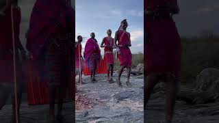 🇰🇪 Kenyan Maasai Tribal Dancing in Masai Mara Kenya shorts [upl. by Nhguavoj]