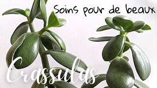 🌿 Soins pour de beaux Crassulas [upl. by Netsua866]