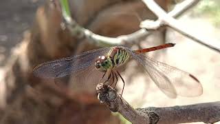 Green dragonflies sparkle in sunlight a true natural wonder [upl. by Caputto]