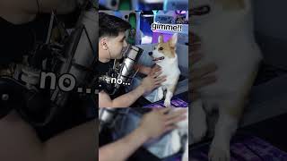 There Is No Apples corgi streamhighlights corgilife streamer corgisunleashed [upl. by Iarised]