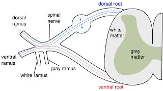 ACUPUNCTURE FOR LOWER MOTOR NEURON PARALYSIS POLIOMYELITIS [upl. by Thor]