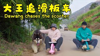 大王来福追滑板车  Dawang and Laifu Chase the Scooter【阿盆姐家的大王】 [upl. by Asa381]