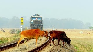 Life vs Death  7 cows miraculously crosses railway line in front of speeding train in Tezpur Assam [upl. by Jonme]