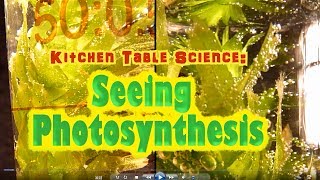 STAAR Science Photosynthesis carbon dioxideoxygen cycle demonstration [upl. by Giesecke]