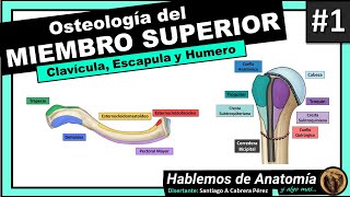 🔴 1👉OSTEOLOGIA DEL MIEMBRO SUPERIOR 🟩 CLAVICULA ESCAPULA Y HUMERO 🟪 [upl. by Annoya]