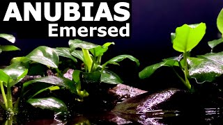 Emersed Aquarium Plants  Anubias and Java Fern Planted Tank [upl. by Bittencourt]