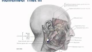 1 parotid gland Summary د  احمد مصطفى كمال [upl. by Dene]