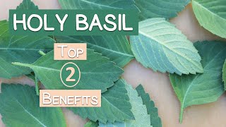 Top 2 Benefits of Holy Basil A Sattvic Herbal Rasayana [upl. by Nived]