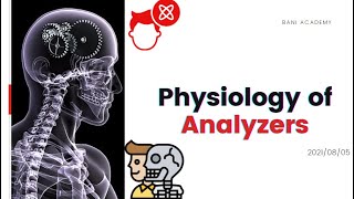 Physiology of Analyzers  Physiology Class11 [upl. by Eido]