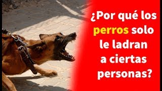 ¿Por qué los perros solo le ladran a ciertas personas [upl. by Alcinia254]