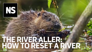 River restoration could help bring beavers back to Somerset [upl. by Neros]