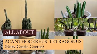 All we need to know about Acanthocereus tetragonus  Fairy Castle Cactus [upl. by Owena]