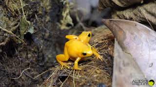 Golden Mantellas Mantella aurantiaca calling and wrestling [upl. by Piers]