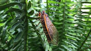 Cicada “scream” [upl. by Hussey]