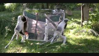 Coquerels Sifaka with mirror enrichment  Sacramento Zoo [upl. by Stimson947]