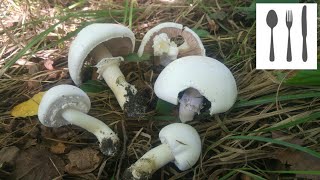 Pieczarka bulwiasta  zaroślowaAgaricus sylvicola Jaworzno [upl. by Ariad]