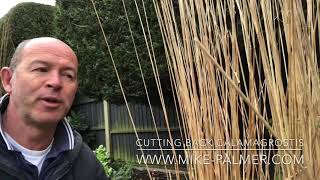 HOW TO Cut back Calamagrostis [upl. by Ynavoeg854]