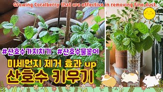 산호수 키우기 가지치기 물꽂이 미세먼지 제거에 효과적 Growing Coralberry that are effective in removing fine dust [upl. by Wyon]