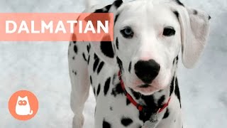 All About the DALMATIAN  Traits and Training [upl. by Robbi]