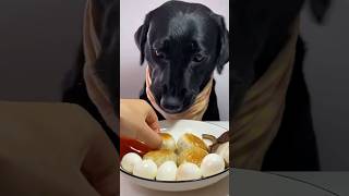 Link my bio 🌟Fresh Pets Dog Food Review Is It Worth It for Your Pup dog pets dogfood [upl. by Eanram]