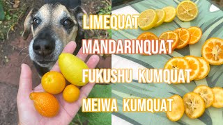 KUMQUATs Taste Testing  Limequat Mandarinquat Fukushu and Meiwa… [upl. by Ortensia]