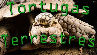 ⏱️ Tortugas Terrestres  En 1 minuto [upl. by Travers382]