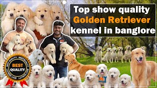 Top show quality golden retriever kennel in Bangalore  Happy golden dream kennel  MyBazaar [upl. by Nuri]