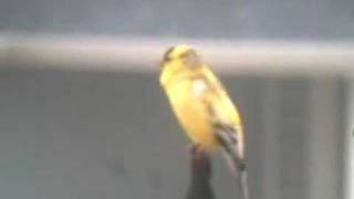 American Goldfinch Song [upl. by Dulce143]