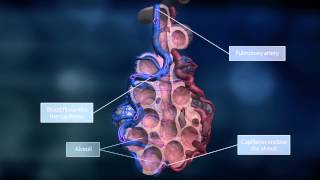 The Lungs and the Pulmonary Circuit [upl. by Chadbourne]