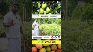 Rotating Green Indian Katchamita Mango പച്ചയിൽ മധുരം exotic [upl. by Einafit]