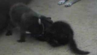 Tiny kitten plays with raccoon Outlaw and Italian Greyhounds [upl. by Freda771]