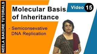 Molecular Basis of Inheritance  NEET  Semiconservative DNA Replication  Neela Bakore Tutorials [upl. by Ellennahs]