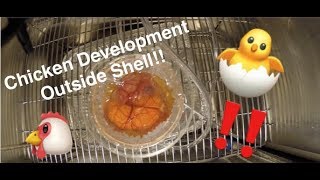 Chicken Embryo Development Timelapse [upl. by Halli624]