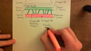 Pharmacology  ANTIDEPRESSANTS  SSRIs SNRIs TCAs MAOIs Lithium  MADE EASY [upl. by Chambers]