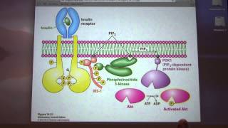 Aherns Biochemistry 19 Signaling [upl. by Nawk760]