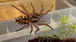 Hapalopus formosus aka the pumpkin patch tarantula rehouse [upl. by Guendolen]