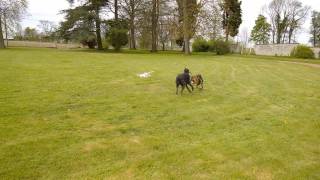 Deerhound VS Greyhound quotArthur et Henegquot [upl. by Leahkim]