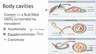 1326 Body Cavities  Acoelomates Pseudocoelomates and [upl. by Darra744]