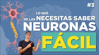 LA NEURONA 🔎  Clasificación estructura funciones  FÁCIL EXPLICADO [upl. by Aicelav758]