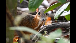 Lesser Mousedeer [upl. by Lilithe]