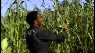 Tigrina music 1 MEKELLE TEKlLAY GESESEW ETHIOPIA [upl. by Engeddi]