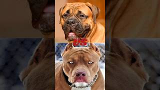 BULLMASTIFF VS PITBULLCANE CORSO [upl. by Fari]